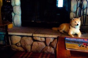 爱游戏中国官方网站平台-【穆基·贝茨的闪耀夜晚】道奇核心多次抢占排行榜榜首，穆奇-贝茨