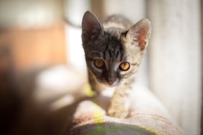 爱游戏登录入口-“足球运动走出校园，融入社区文化”，校园足球文化活动征文800字